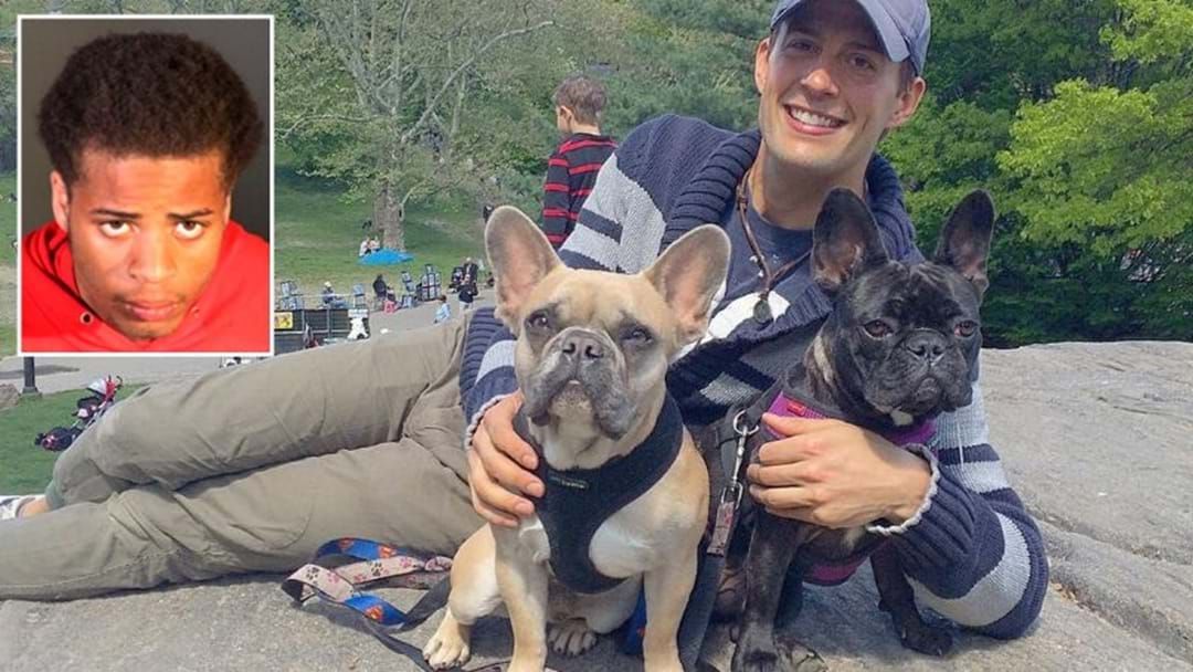 Article heading image for Man Who Stole Lady Gaga's French Bulldogs Sentenced To 21 Years In Prison