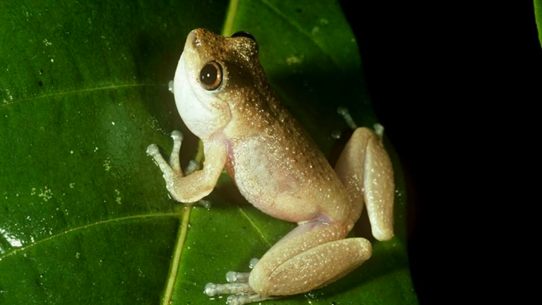 Article heading image for Australian Species Moutain Mist Frog Declared Extinct