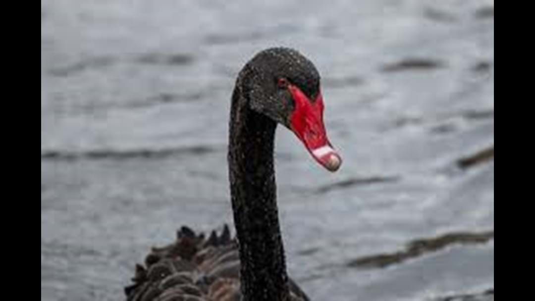 Article heading image for Black Swan Lake saved