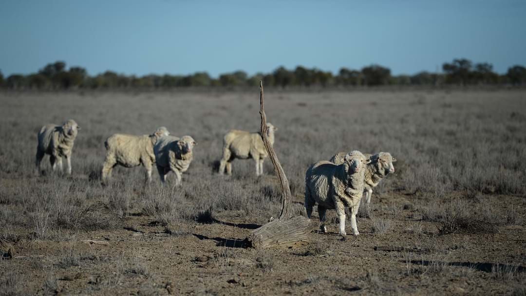Article heading image for Two Things You Can Do Right Now To Help QLD Farmers Affected By The Drought