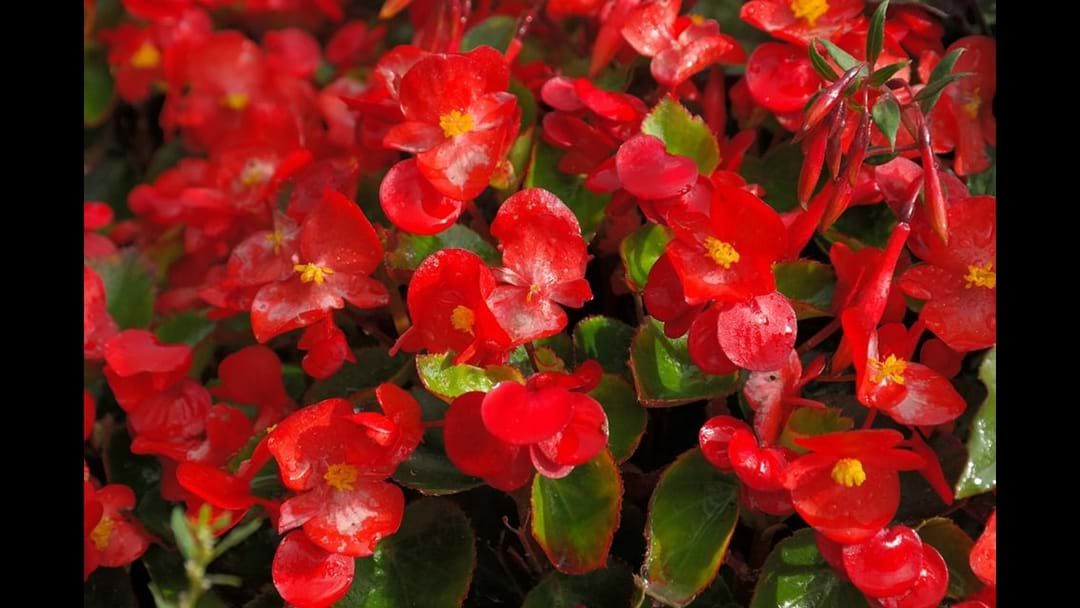 Article heading image for Beautiful Begonias