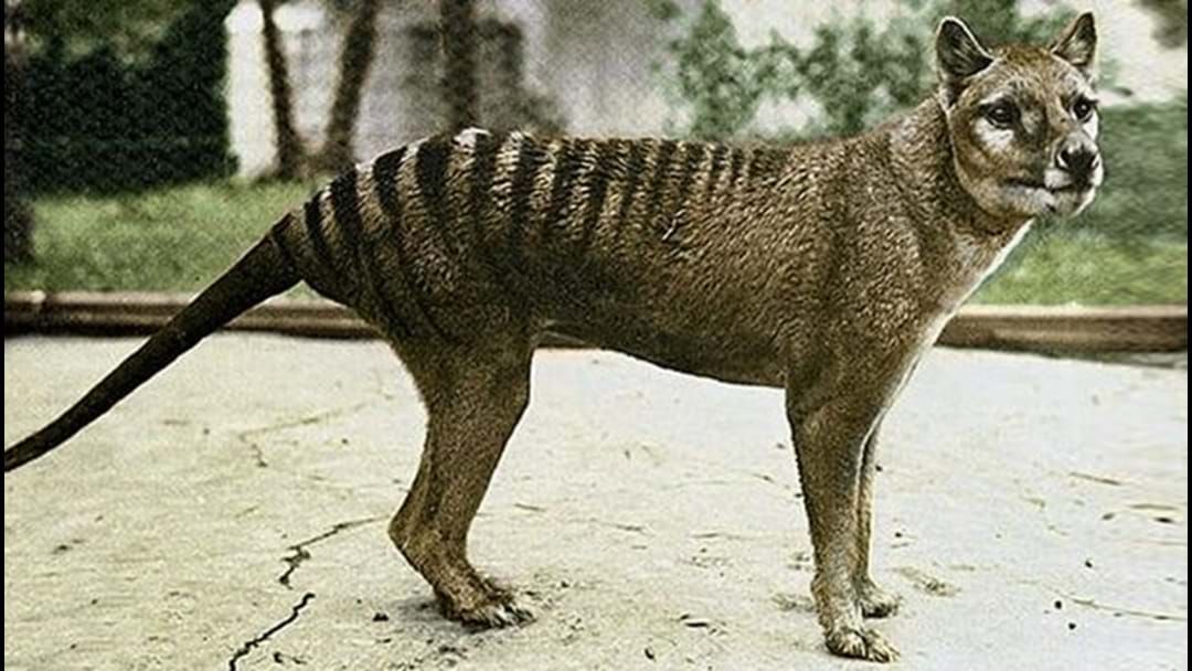 Article heading image for Neil Waters To Venture Into The Tassie Wilderness In Search Of Extinct Thylacine