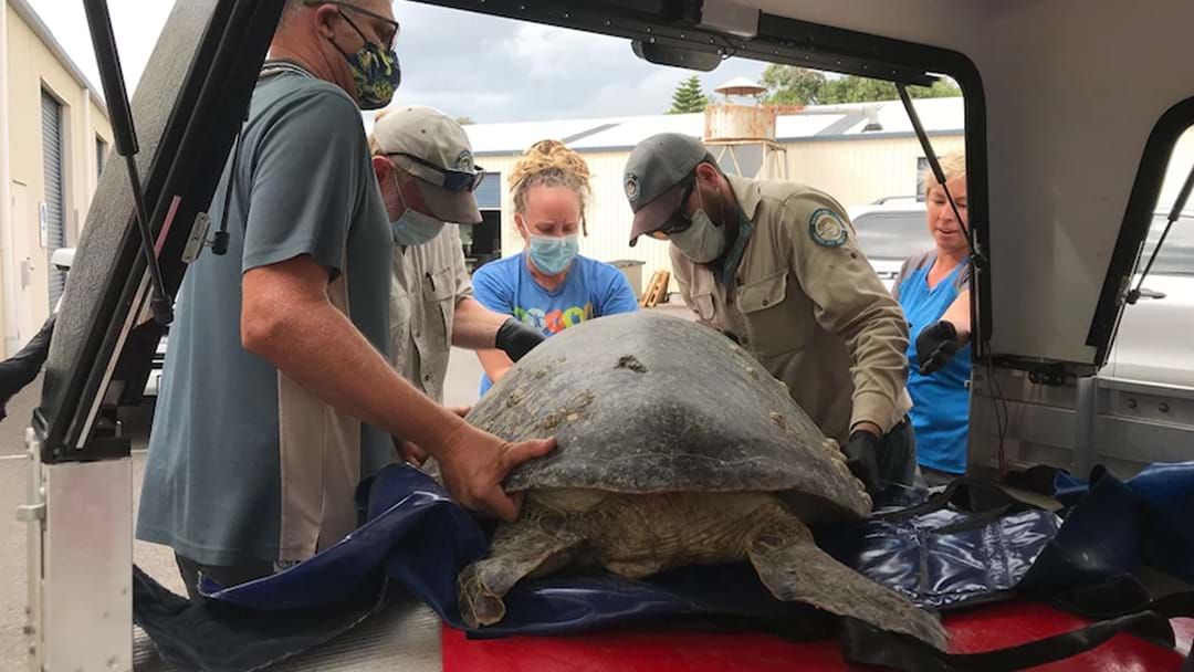 Article heading image for Hunt Continues For Locals Who Injured Fraser Coast Turtle