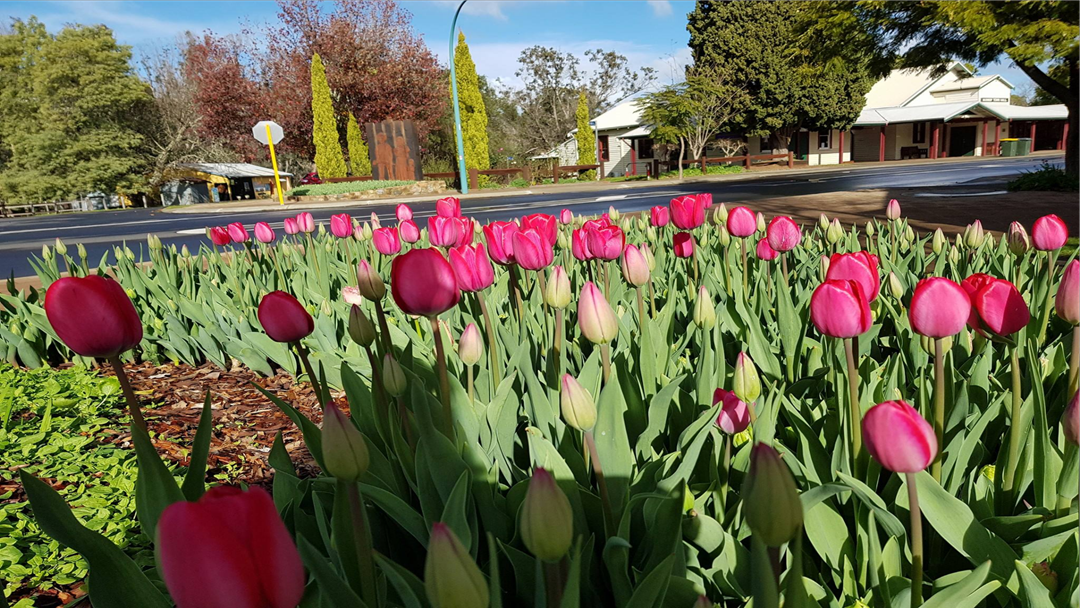 Article heading image for Nannup Flower and Garden Festival