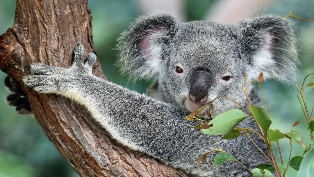 Article heading image for Greens Introduce Bill To Prohibit Logging In Koala Habitats