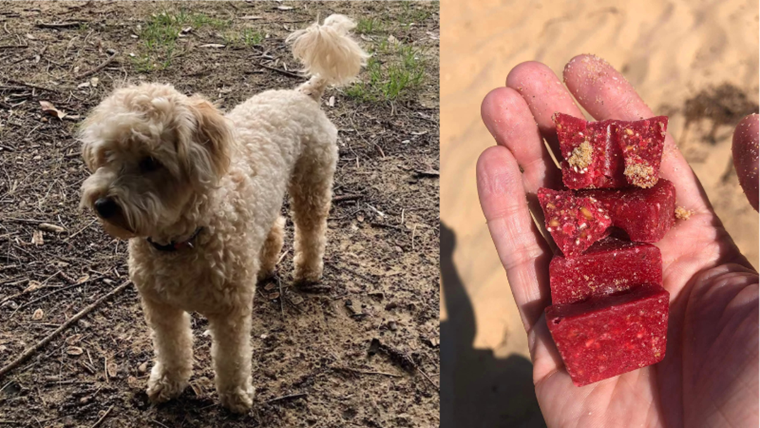 Article heading image for Deadly Dog Baits Found At Central Coast Beach