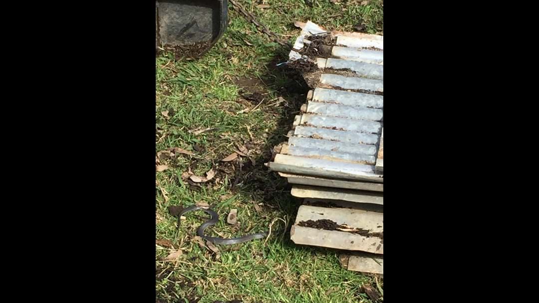 Article heading image for Strawny stumbles upon a black snake on his week off. What should you do if this happens to you?