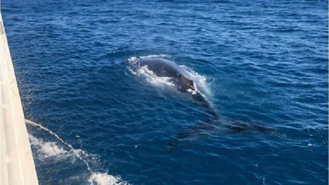 Article heading image for Townsville Boaties Reminded To Practice Safety During Whale Migrations 