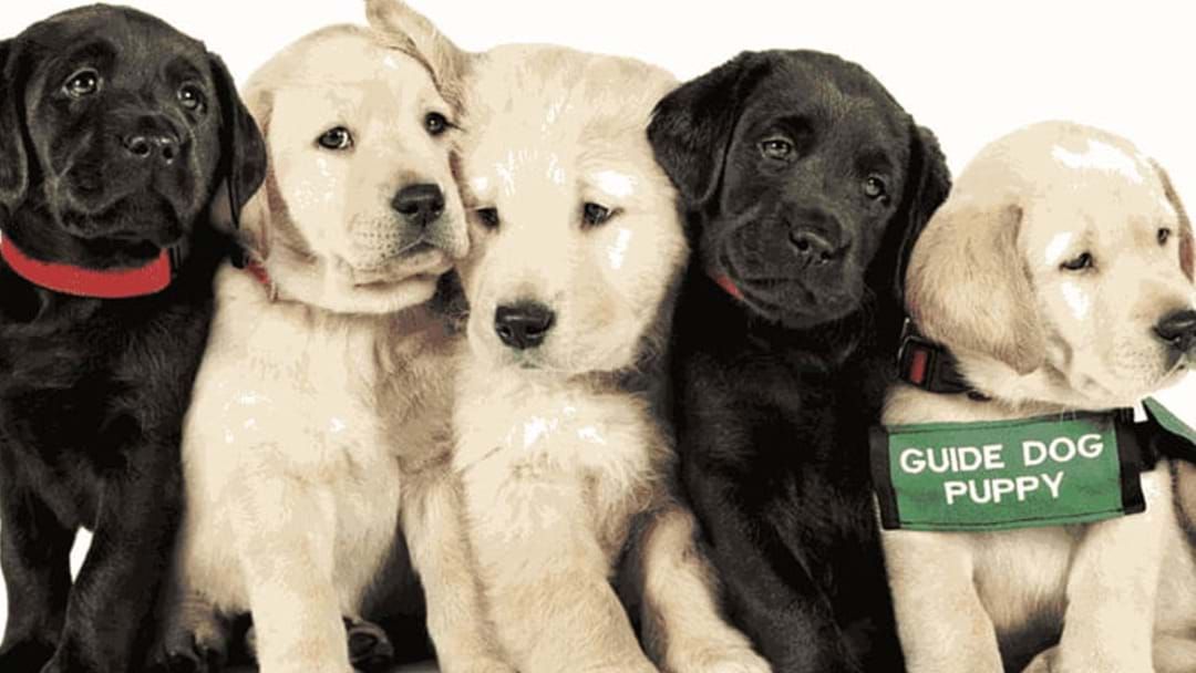 Article heading image for This Pawdorable Doco Follows 5 Puppies Training To Become Guide Dogs!