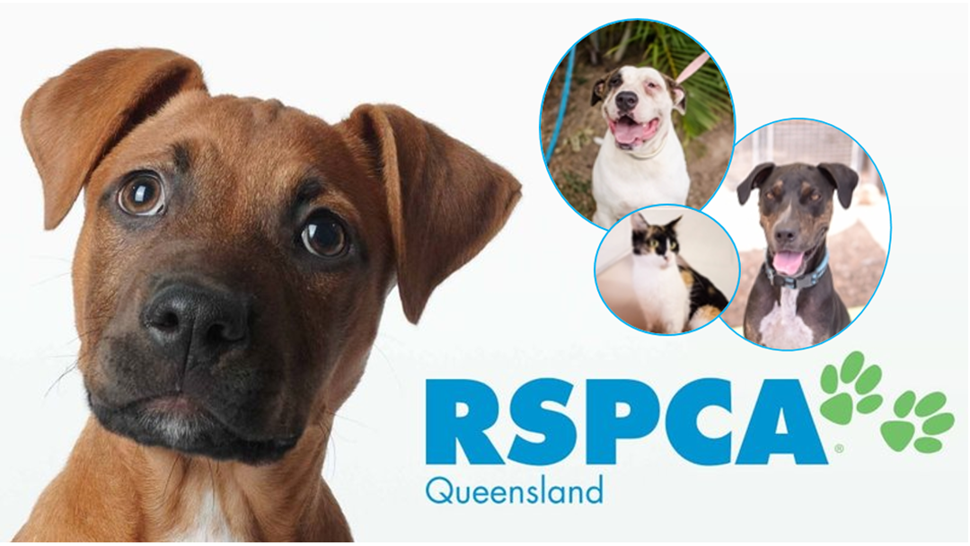 Article heading image for Meet Some Of The Last Animals Available To Adopt From Townsville RSPCA