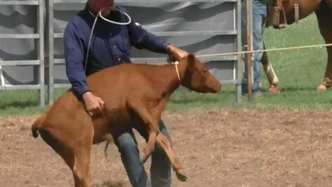 Article heading image for Calls for Calf Roping to Be Taken Out of the Millmerran Show