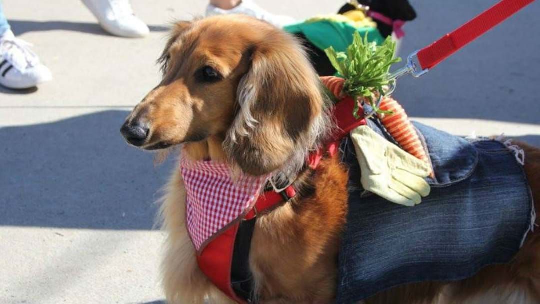 Article heading image for PUPS GET PRIMED FOR DACHSHUND FASHION PARADE