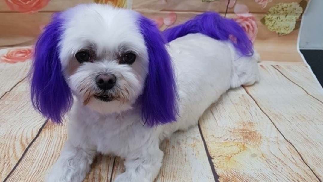 Article heading image for CANBERRA PET BUSINESS OFFERS HAIR DYEING FOR DOGS