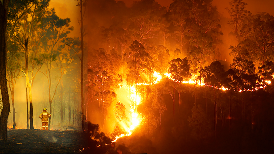 Article heading image for NSW BUSH FIRES - What Is Happening And What To Do Now?