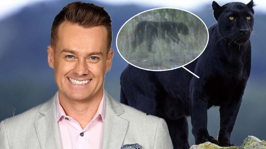 Article heading image for Grant Denyer Had A BIG CAT Sighting On His Property And Is Going To Great Lengths To Prove It!