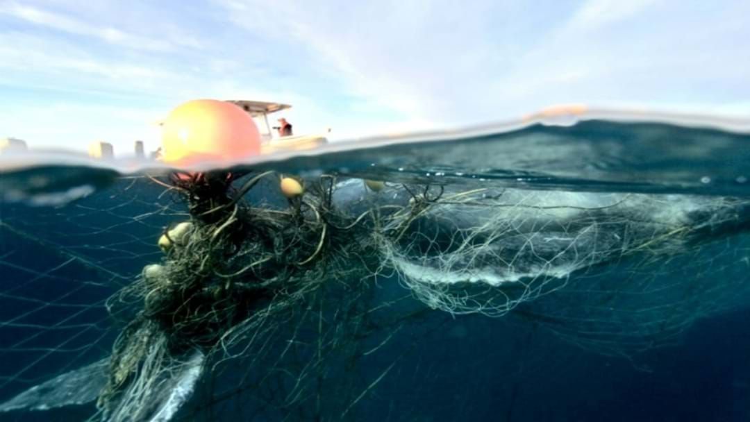 Article heading image for Whales Freed From Shark Nets Off Sunshine And Gold Coast
