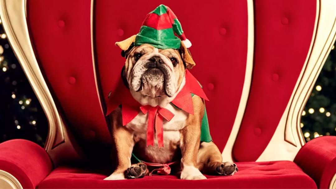 Article heading image for You Can Get Pet Santa Photos In Penrith This Christmas 