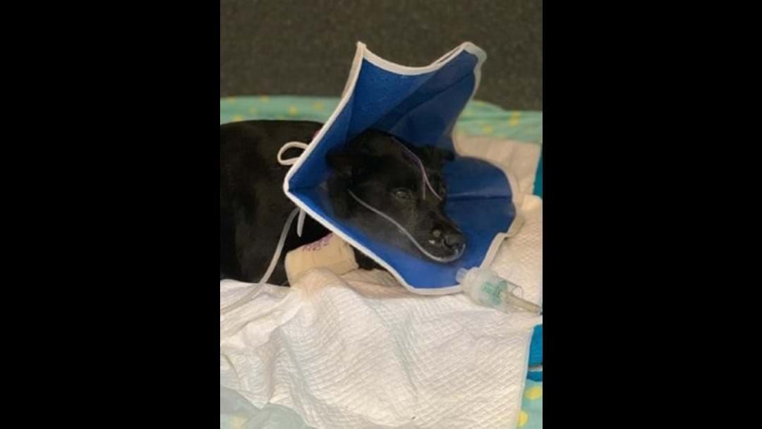 Article heading image for I’m not crying, YOU’RE crying! | Miracle Dog Recovering Well After Surviving Logan House Fire 