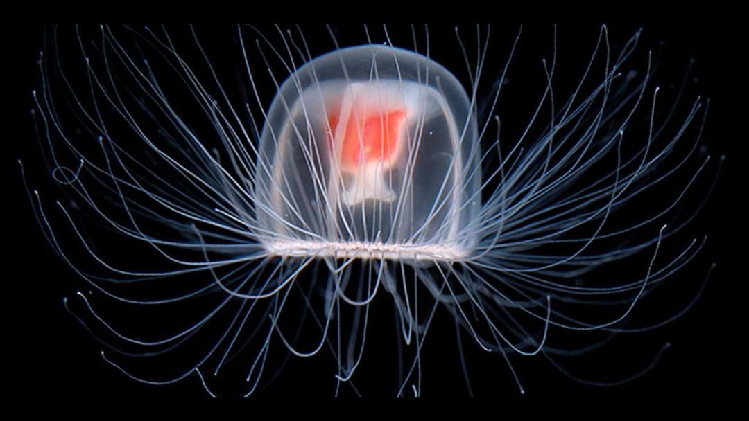 Article heading image for Immortal Jellyfish - FACT or FISH-CTION? 