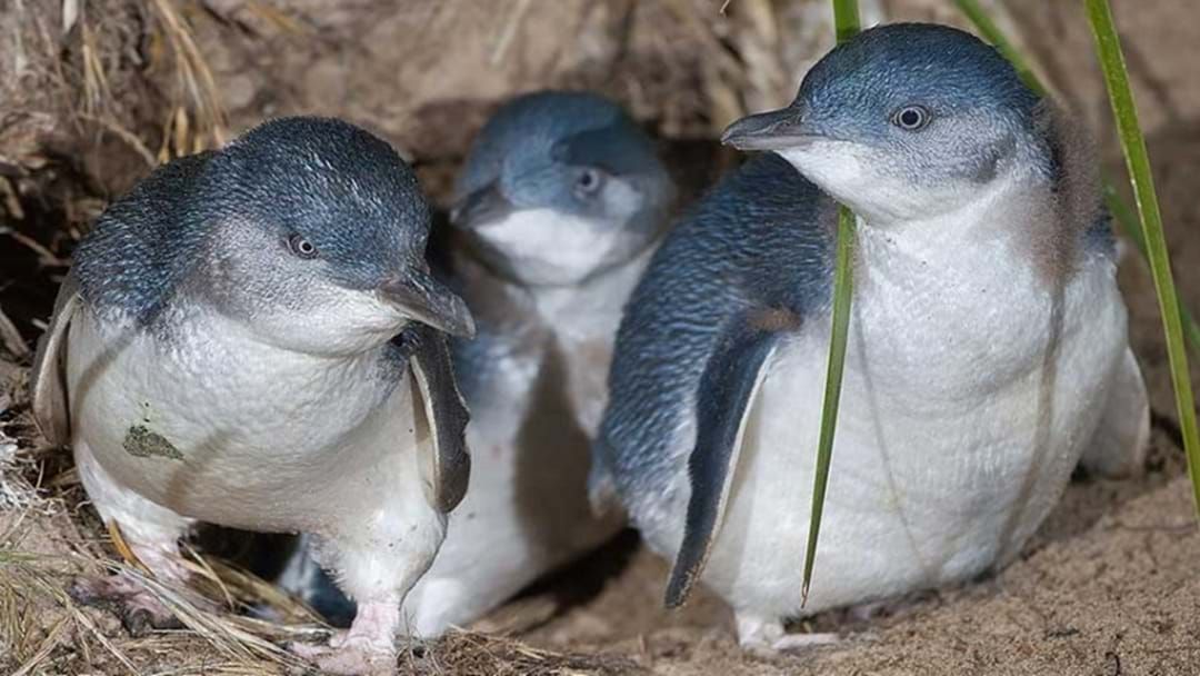 Article heading image for Canine Attack Suspected In Mass Killing Of Burnie Penguins 