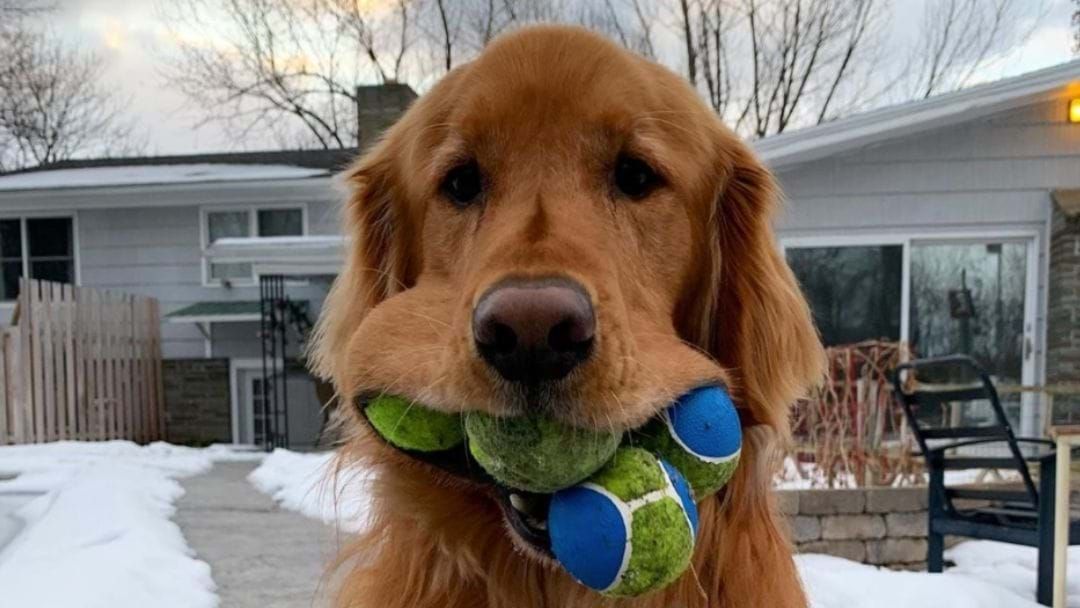 Article heading image for This Golden Retriever Has Just Become An Official World Record Holder