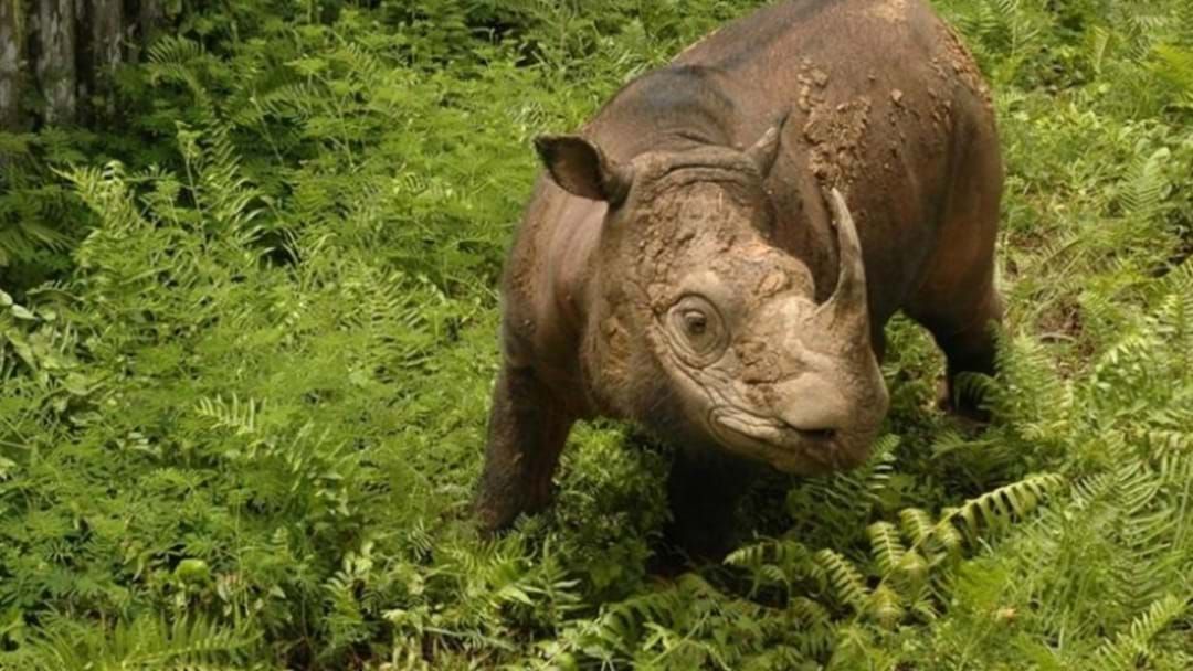 Article heading image for Malaysia's Last Male Sumatran Rhino Dies