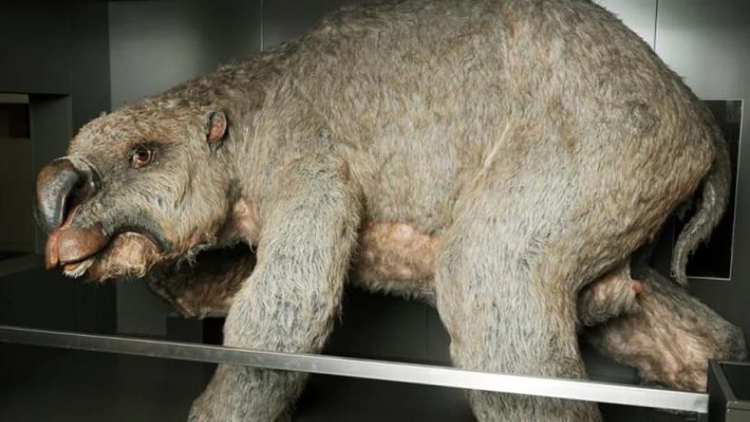 Article heading image for Did You Know Giant Wombats Used To Roam Australia?