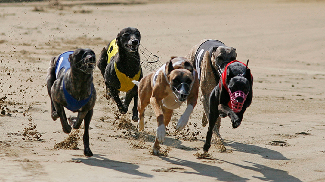 Article heading image for ACT Government to ban greyhound racing by the end of June 2018