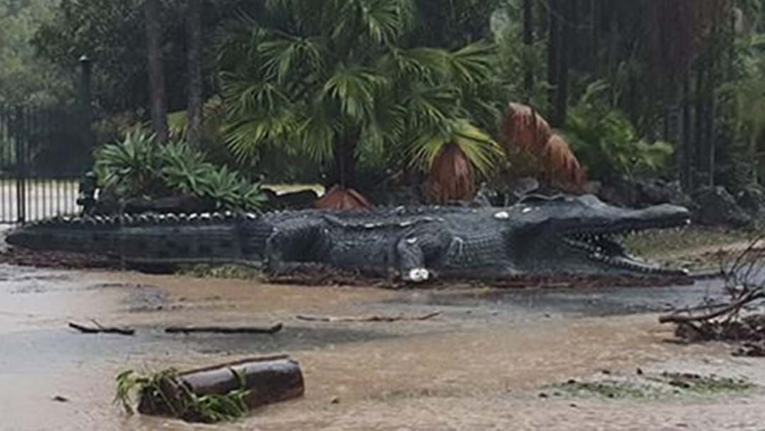 Article heading image for A Crocodile Found In Currumbin Valley Flood Waters?