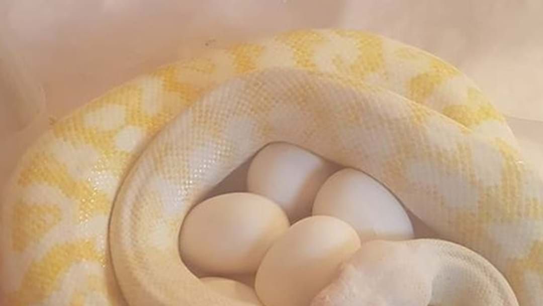 Article heading image for Albino Snake Found in Toowoomba 