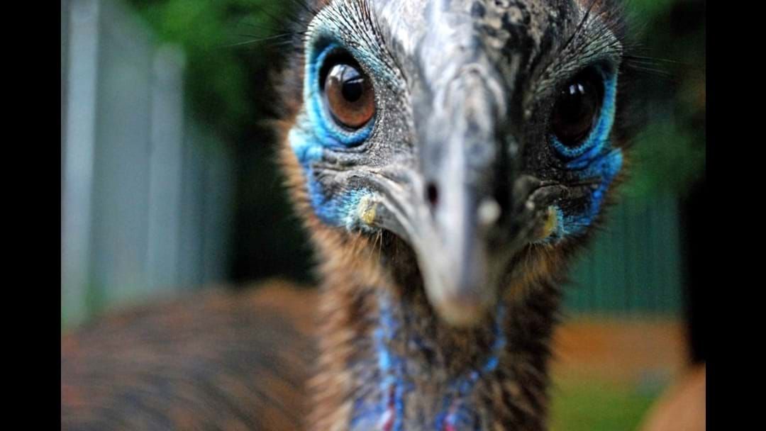 Article heading image for We Get All The Sad Details On The Death Of Another Cassowary On Our Roads 