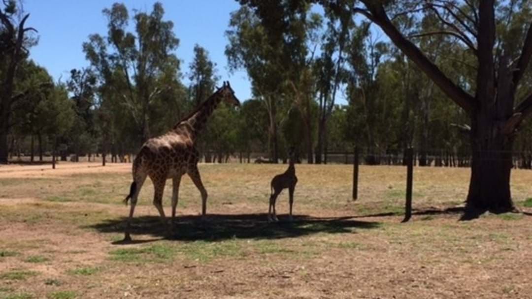 Article heading image for New baby Giraffe at Altina Wildlife Park