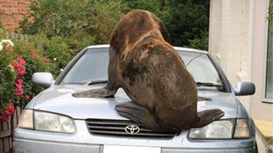 Article heading image for A Massive Seal Is Wreaking Havoc In Tassie