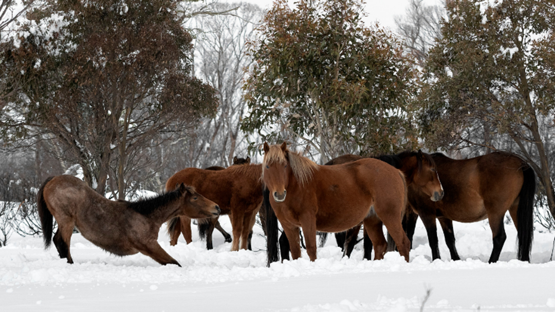 Article heading image for Brumby Cull In Alpine National Park Given The Green Light
