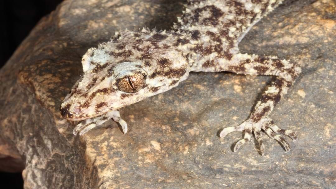 Article heading image for New Species Of Gecko Discovered In Townsville, But We Won't Have To Clean It's Poop