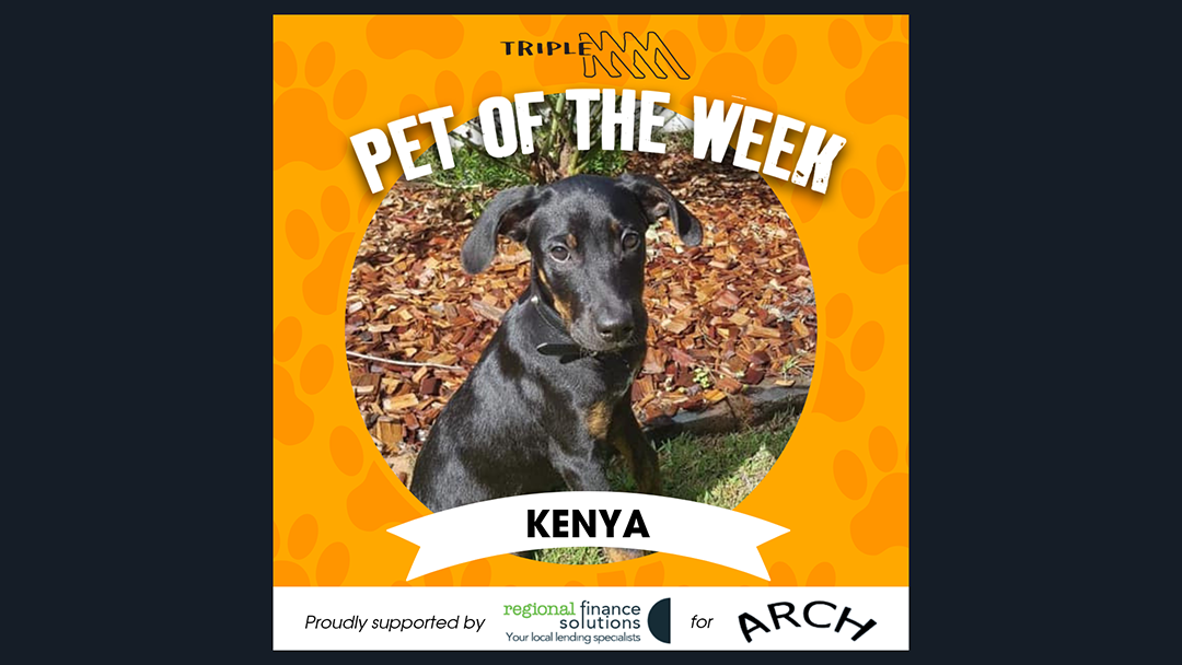 Article heading image for Triple M's Pet of the Week - Meet Kenya!