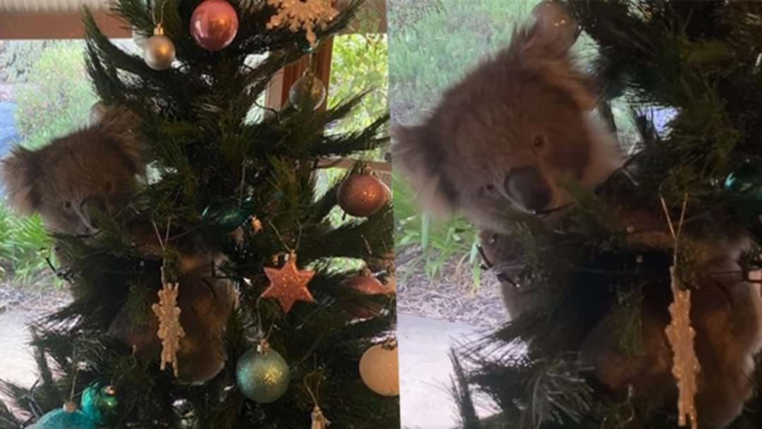 Article heading image for Aussie Woman Explains How That Koala Really Ended Up In Her Christmas Tree!