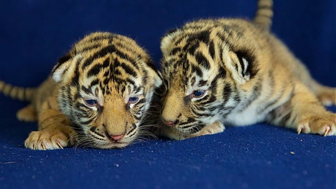Article heading image for Dreamworld's Tiger Cubs Open Eyes For The First Time