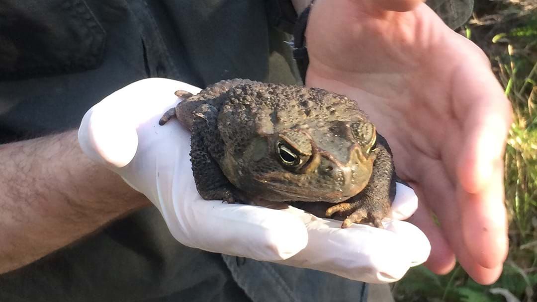 Article heading image for Cane Toads On The Central Coast?