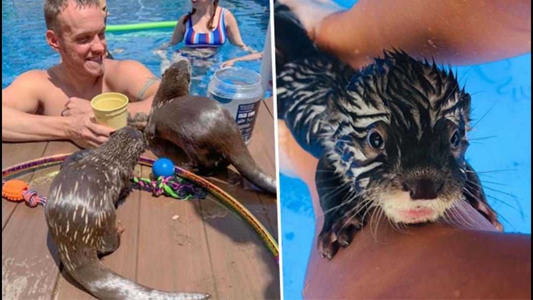 Article heading image for You Can Swim With Tiny Otters At This Animal Preserve & It’s Peak Cuteness!