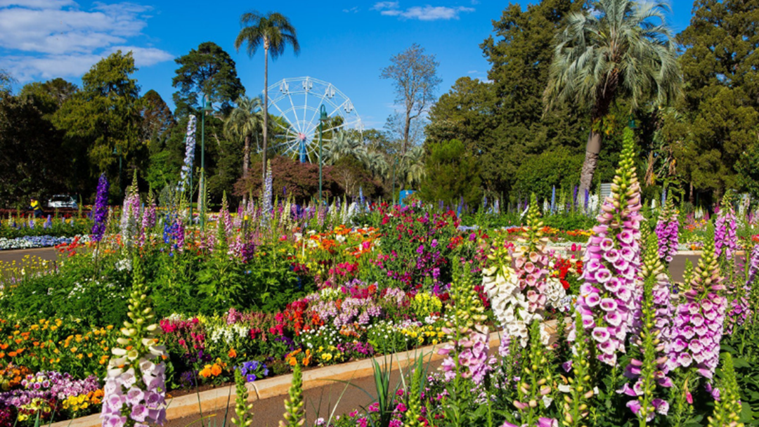 Article heading image for Councillor James O'Shea Chats Toowoomba Carnival Of Flowers!