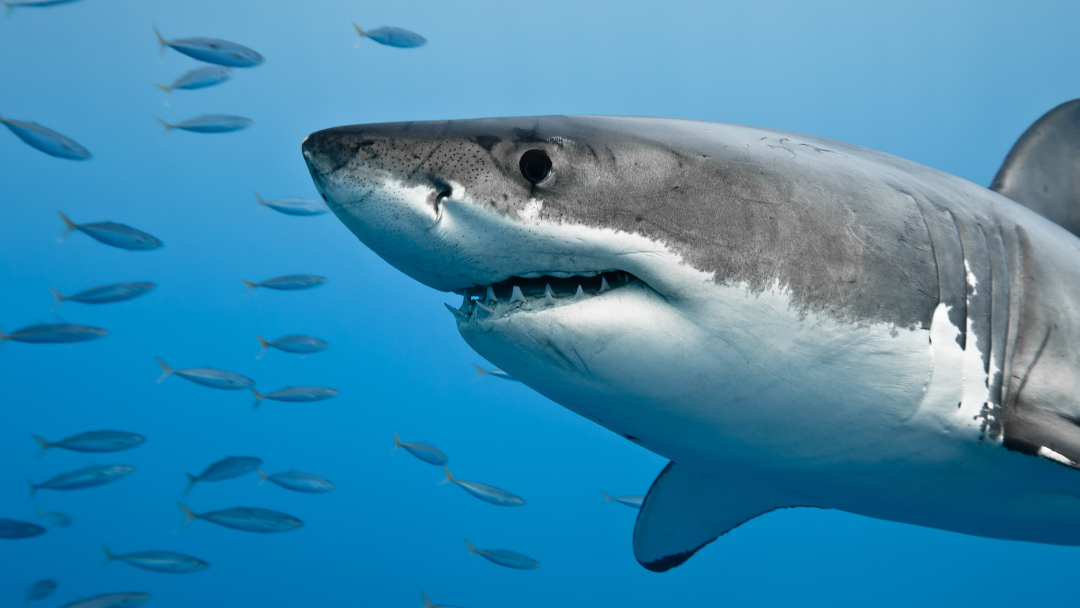 Article heading image for ANIMAL FICTION | Professor Jamie Seymour Debunks Popular Shark Myth