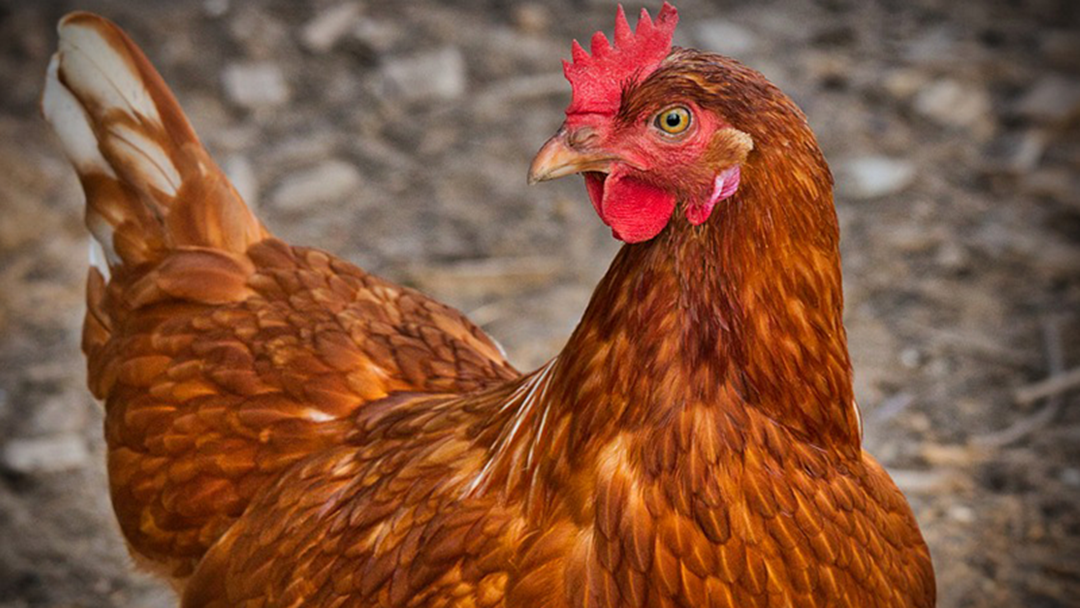 Article heading image for Apparently Even Chickens Prefer 'Good Looking' People