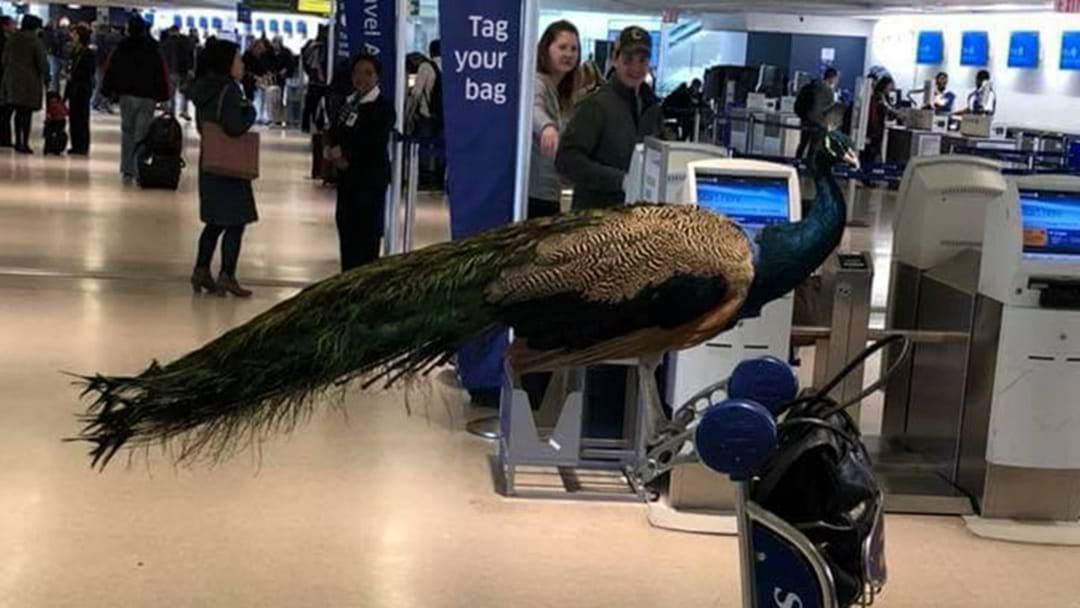 Article heading image for A ‘Therapy’ Peacock Has Been Stopped From Boarding A US Flight