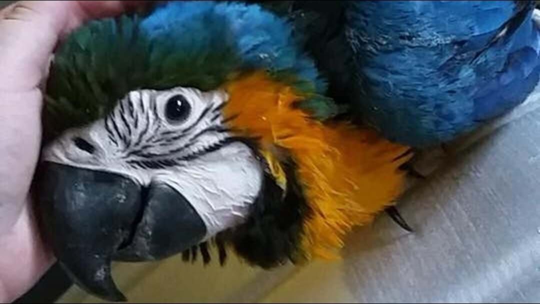 Article heading image for Pet Macaw stolen during Wagga break-in
