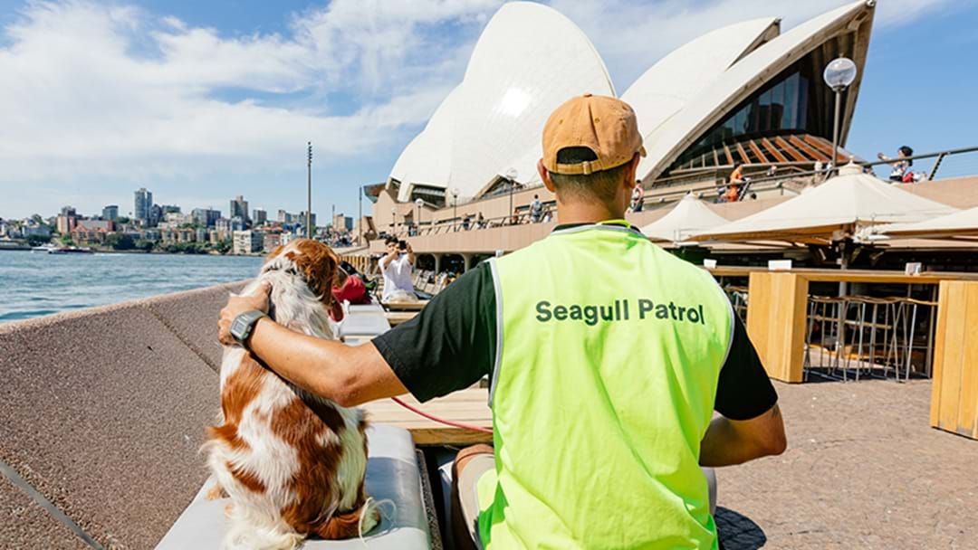 Article heading image for Sydney Opera House Has Employed Some Doggos To Be On Seagull Patrol