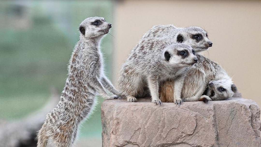 Article heading image for Mansfield Zoo Tells Us If The Animals Predicted The Earthquake