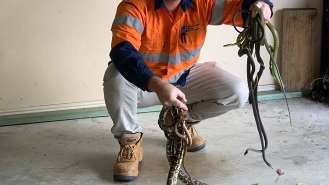 Article heading image for Absolutely Cooked Number Of Snakes Found In Brisbane Office 