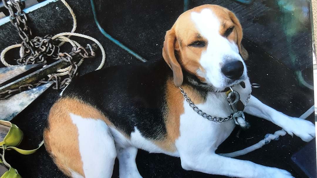 Article heading image for Police Are Desperately Trying To Reunite A Stolen Beagle With Its 85-Year-Old Owner