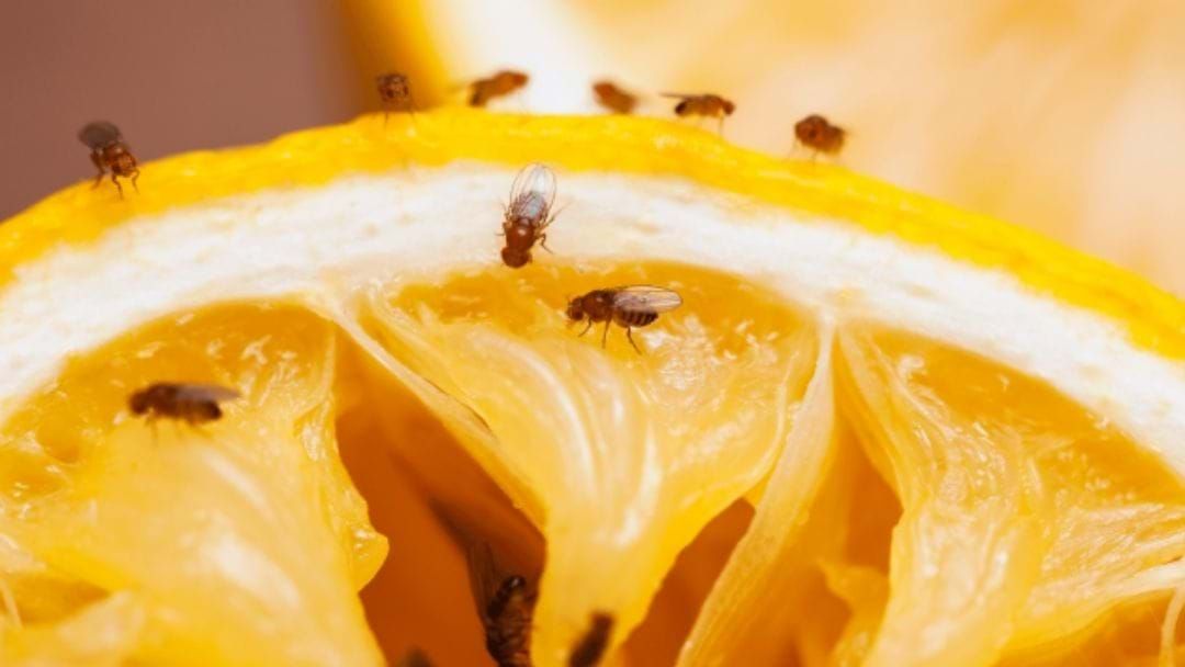 Article heading image for Fruit Fly Tree Removal Works Are Underway In Shepparton 